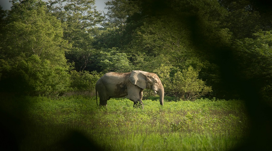 Ngorongoro Crater